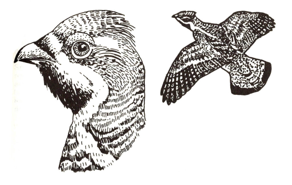 Ilustracja do książki„Ptaki łowne” wydawnictwo PWRiL, 1977 r.