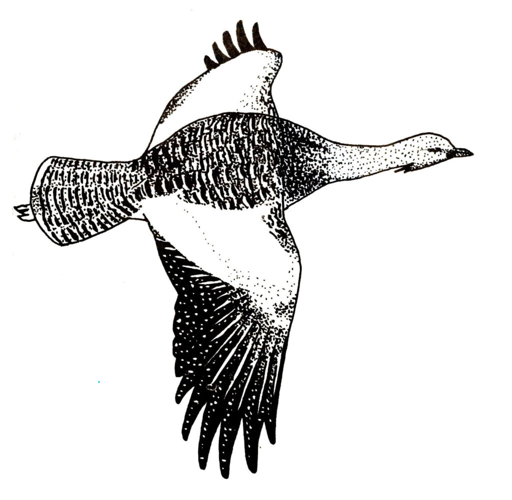 Ilustracja do książki„Ptaki łowne” wydawnictwo PWRiL, 1977 r.