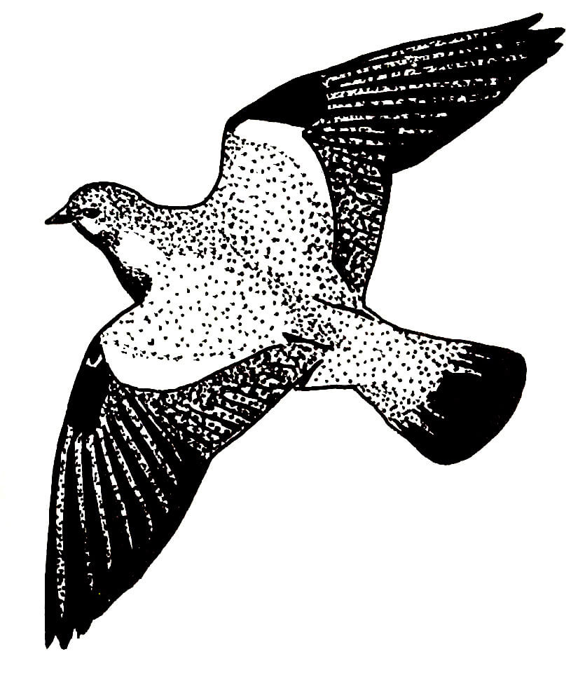 Ilustracja do książki„Ptaki łowne” wydawnictwo PWRiL, 1977 r.