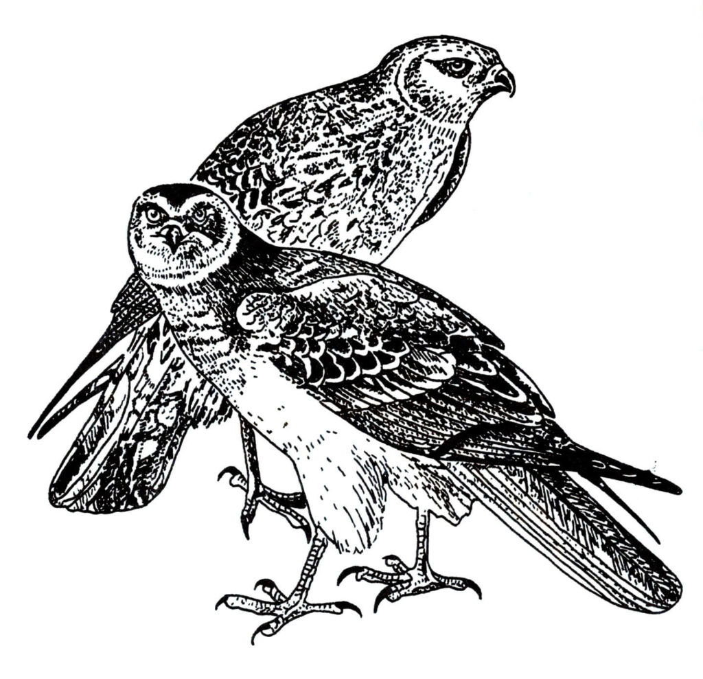 Ilustracja do książki„Ptaki łowne” wydawnictwo PWRil, 1977 r.