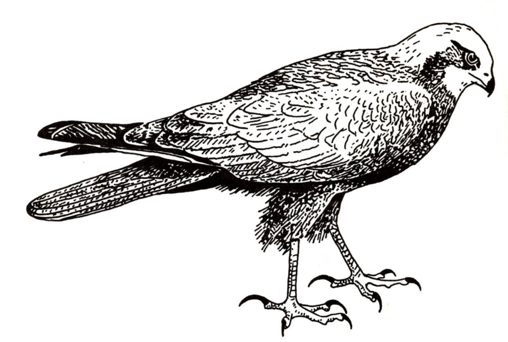 Ilustracja do książki„Ptaki łowne” wydawnictwo PWRil, 1977 r.