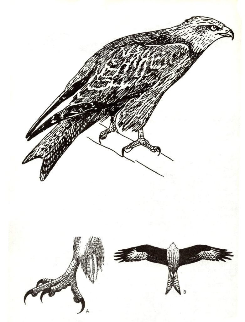 Ilustracja do książki„Ptaki łowne” wydawnictwo PWRil, 1977 r.