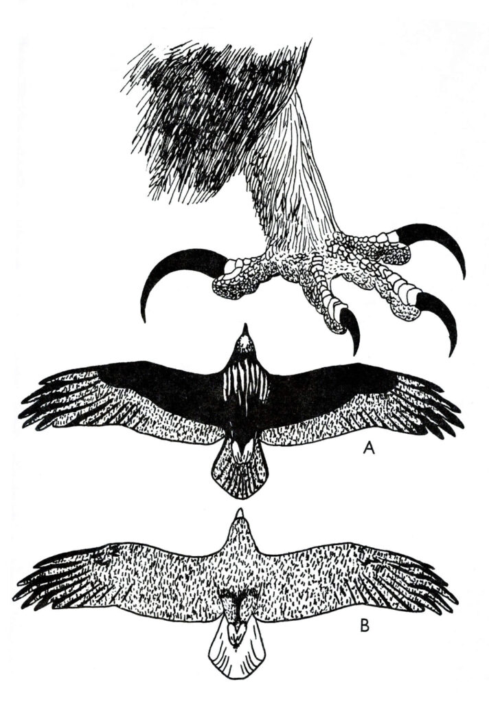 Ilustracja do książki„Ptaki łowne” wydawnictwo PWRil, 1977 r.