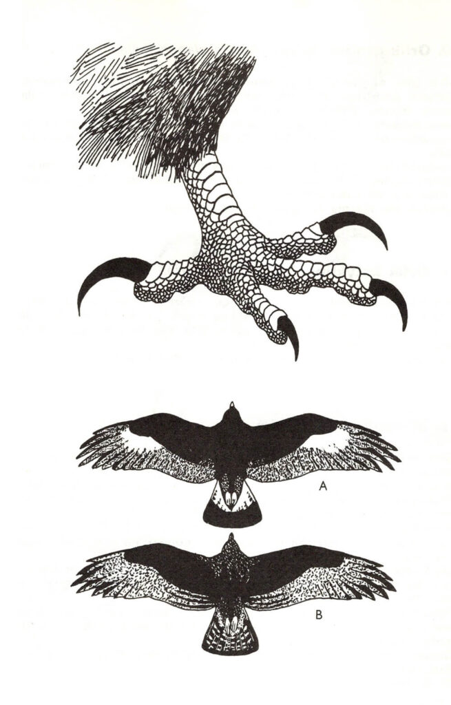 Ilustracja do książki„Ptaki łowne” wydawnictwo PWRil, 1977 r.