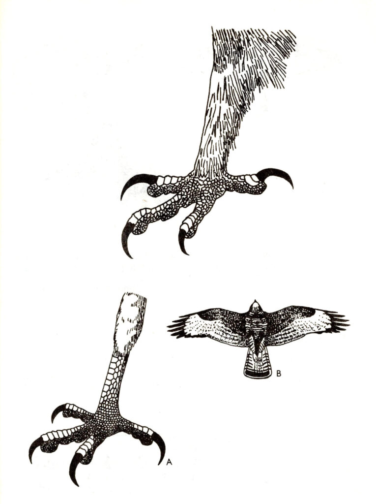Ilustracja do książki„Ptaki łowne” wydawnictwo PWRil, 1977 r.