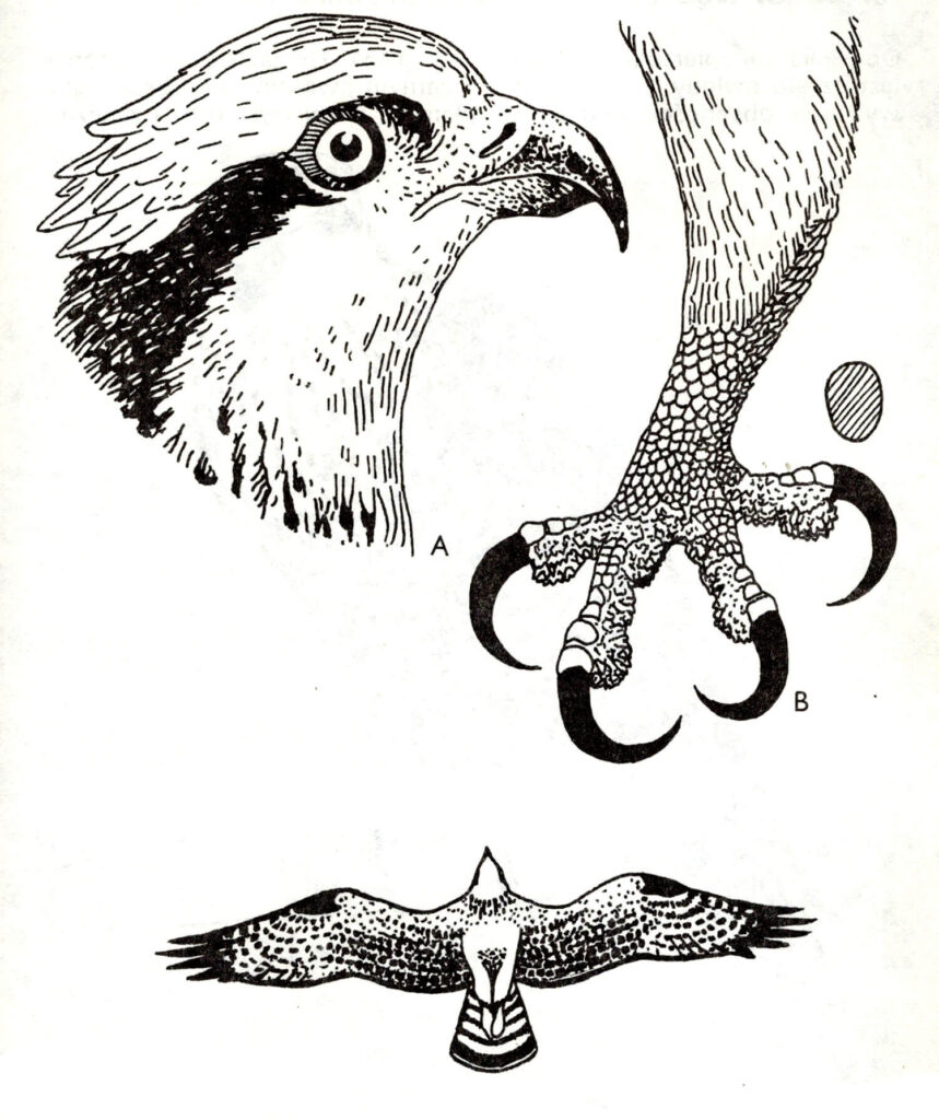 Ilustracja do książki„Ptaki łowne” wydawnictwo PWRil, 1977 r.