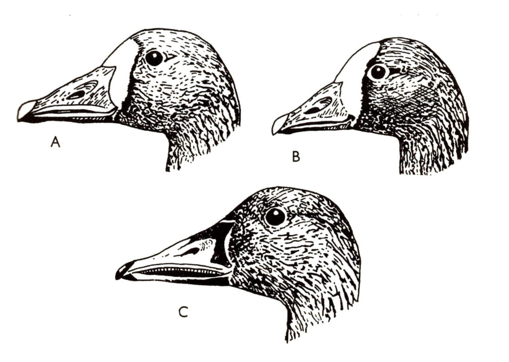 Ilustracja do książki„Ptaki łowne” wydawnictwo PWRiL, 1977 r.