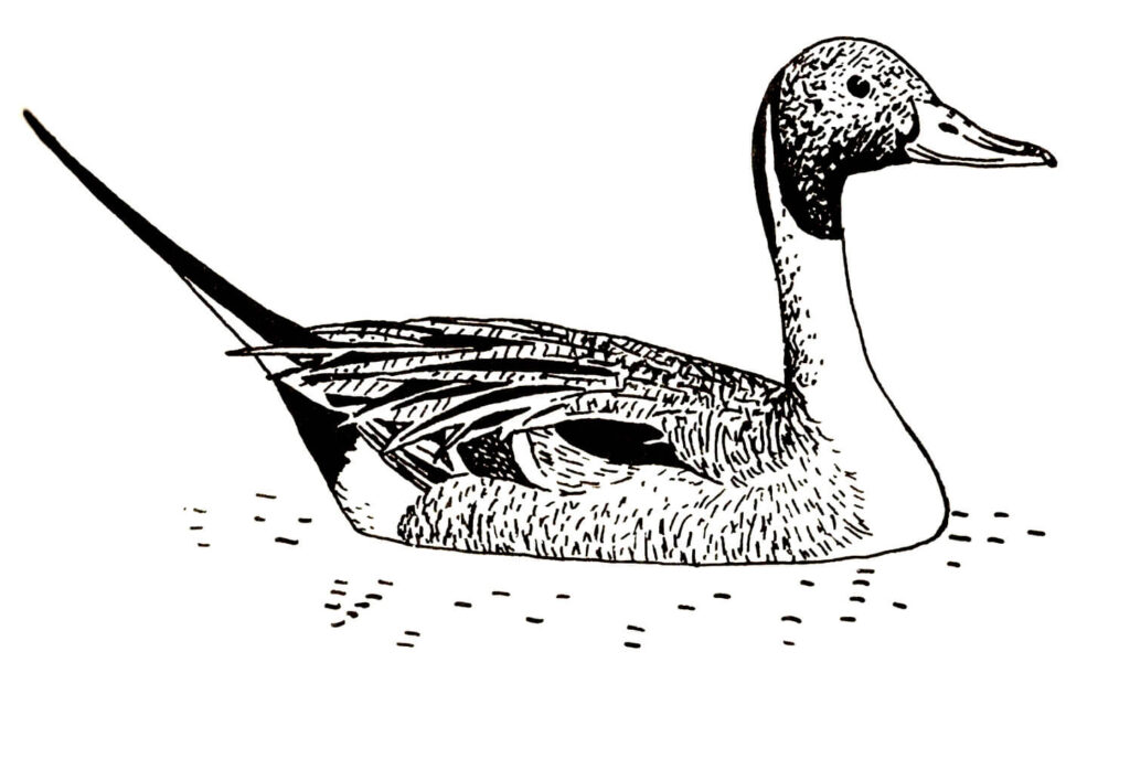 Ilustracja do książki„Ptaki łowne” wydawnictwo PWRiL, 1977 r.