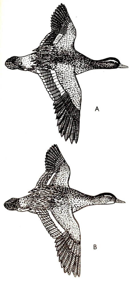 Ilustracja do książki„Ptaki łowne” wydawnictwo PWRiL, 1977 r.