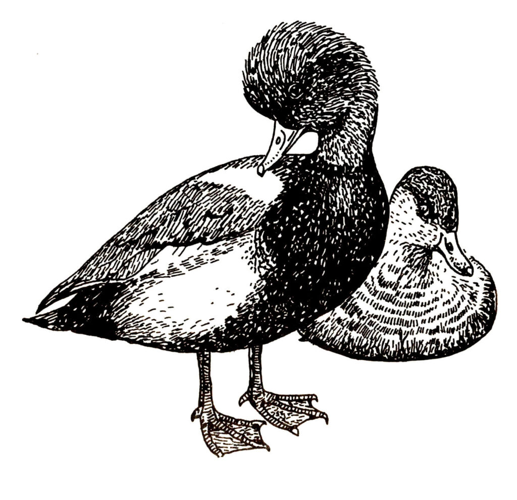 Ilustracja do książki„Ptaki łowne” wydawnictwo PWRiL, 1977 r.