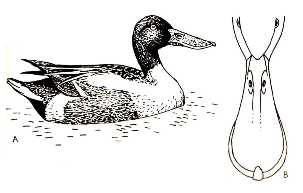 Ilustracja do książki„Ptaki łowne” wydawnictwo PWRiL, 1977 r.